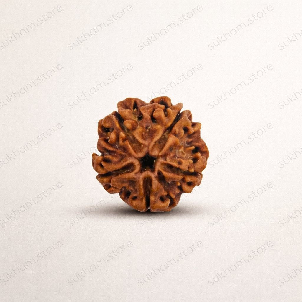Siddh Nepal Origin 5 Mukhi Rudraksha